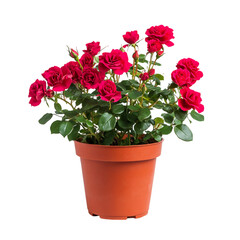 Vibrant Potted Rose Plant with Red Pot and Pink Flowers Isolated on Transparent Background