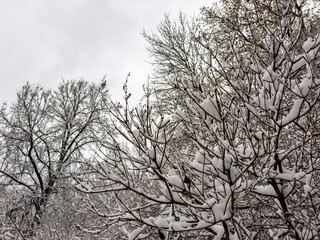 A mesmerizing close-up of tree branches covered in freshly fallen snow, forming intricate patterns against a muted winter sky. The delicate balance of snow adds a serene and peaceful touch