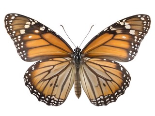 Fototapeta premium beautiful butterfly isolated on white