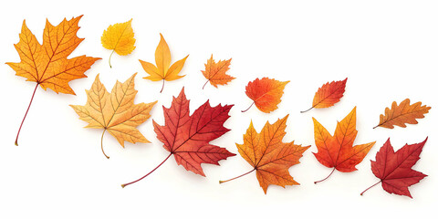 maple leaves isolated on white