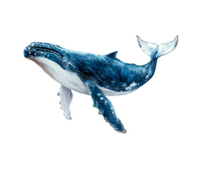 Fototapeta premium Bowhead Whale isolated on transparent background