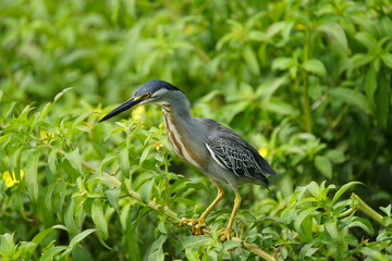 Green-backed bittern or little bittern (Butorides striata) Ardeidae family. Fortaleza Ceará, Brazil.