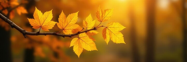 Obraz premium Yellow leaves on brown branches of autumn trees, nature, branch