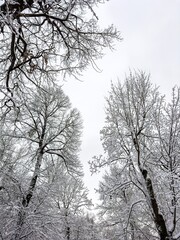 A mesmerizing close-up of tree branches covered in freshly fallen snow, forming intricate patterns against a muted winter sky. The delicate balance of snow adds a serene and peaceful touch