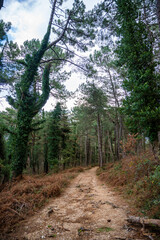 Obraz premium Green deep forest in mountain near bay Boka and Kotor town in Montenegro in winter time
