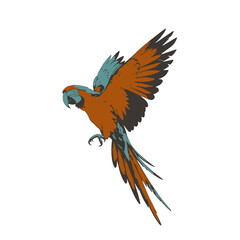 Fototapeta premium Parrot Vector Logo Design