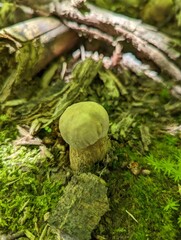Boletus reticulatus mushroom in sunlight shining through leaves in a spring forest