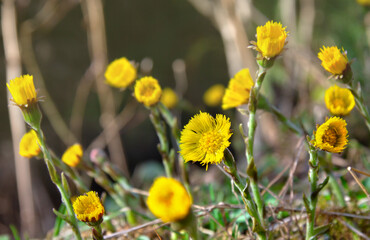 Yellow flowers coltsfoot ( Tussilago farfara ) blooming in spring forest in sun light. Other names: tash plant, coughwort, farfara, foalswort, horse foot