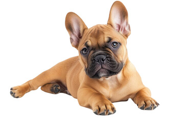 Obraz premium Adorable small brown dog puppy lying on a transparent background and looking at the camera with a curious expression