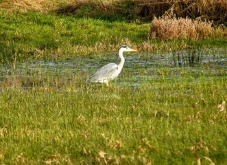 great blue heron