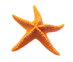 Bright orange starfish isolated on transparent background