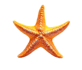 Bright orange starfish isolated on transparent background