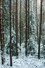 Zima w wysokim, sosnowym lesie. Ziemię i gałęzie drzew pokryte są warstwą białego śniegu. © boguslavus