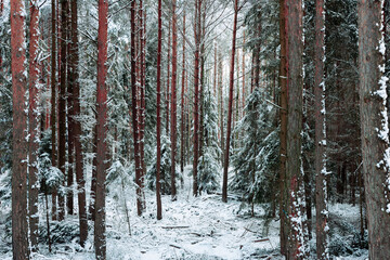 Zima w wysokim, sosnowym lesie. Ziemię i gałęzie drzew pokryte są warstwą białego śniegu. © boguslavus