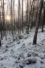 Zima w lesie. Ziemię i gałęzie drzew pokryte są warstwą białego śniegu. Jest słoneczny dzień. Pomiędzy drzewami widać tarczę zachodzącego słońca.