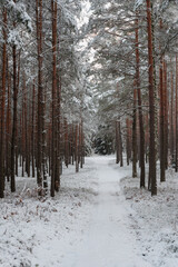Droga w sosnowym, wysokim lesie zimą. Ziemię i gałęzie drzew pokryte są warstwą białego śniegu.