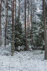 Zima w wysokim, sosnowym lesie. Ziemię i gałęzie drzew pokryte są warstwą białego śniegu. © boguslavus