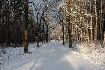 Leśna droga zimą. Po obu stronach drogi rosną bezlistne dęby, w głębi sosnowy las. Ziemię i gałęzie drzew pokrywa biały śnieg.