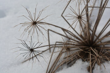 Dry branch of Angelica flowers on the snow