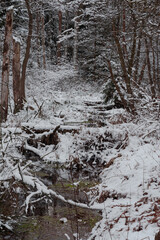 Leśne moczary w zimowy dzień. Naturalny rezerwuar wody. Drzewa pozbawione są liści. Brzegi i kępy trawy w wodzie pokrywa warstwa puszystego śniegu. Woda jest częściowo zamarznięta.  © boguslavus