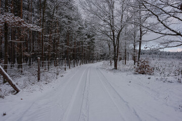 Droga w sosnowym, wysokim lesie zimą. Ziemię i gałęzie drzew pokryte są warstwą białego śniegu. © boguslavus
