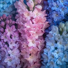 Close-up of vibrant hyacinth flowers showcasing a gradient of blues and pinks.