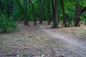 Landscape with old green trees in Bucharest park
