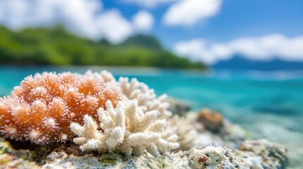 Coral reef, tropical island, clear water, sunny day, travel brochure