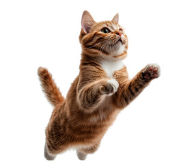 Jumping cat in motion isolated on transparent background