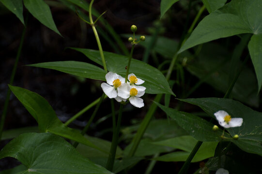 The white and yellow flowers of a common arrowhead (Sagittaria latifolia)