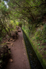 Levada do Alecrim PR 6.2 – Madeira. Easy trail along a water canal in the Laurissilva forest.