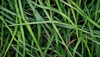 Mown green grass top view close-up