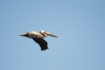 A brown pelican (Pelecanus occidentalis) flying against a light blue sky