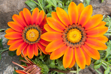The photo shows a close-up of two bright gazania flowers. The petals have a rich orange color with dark spots at the base. The flowers look healthy and fresh.
