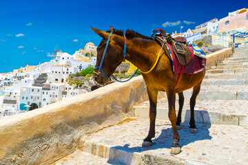 Donkey taxis in Santorini, Greece