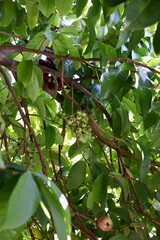 Malay rose apple, or simply Malay apple, mountain apple, rose apple, Otaheite apple, pink satin-ash, plumrose and pommerac (derived from pomme Malac, meaning "Malayan apple" in French)
