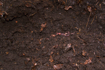The photo shows a close-up of organic compost, or humus. Dark, nutrient-rich soil with visible remnants of plant materials and an earthworm.