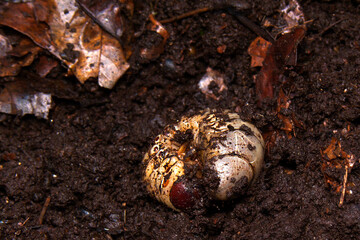 The photo shows a close-up of a beetle larva in organic compost. The larva has a white body with...