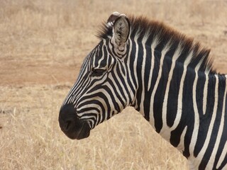 zebra in the wild