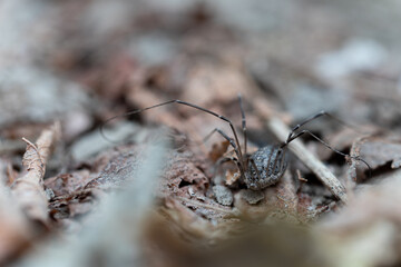 Harvestman - an arachnid insect against the background of dry leaves