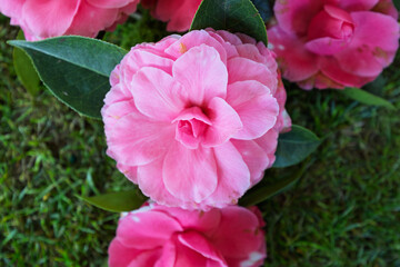 Fototapeta premium Vibrant Camellia Flower