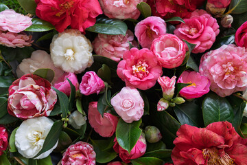 Vibrant Camellia Flower