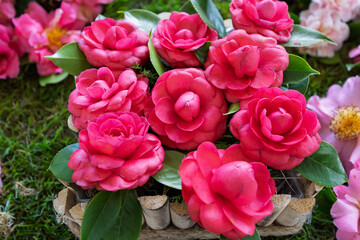 Obraz premium Vibrant Camellia Flower