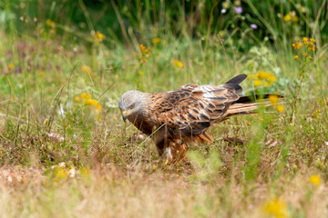 Milan royal,.Milvus milvus , Red Kite