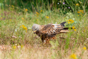 Milan royal,.Milvus milvus , Red Kite