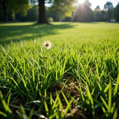 One Daisy flower in green grass on the field in the sunrise