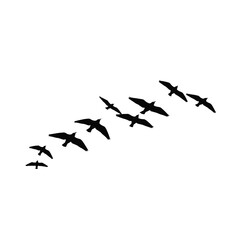 Fototapeta premium Birds Flying Vector Logo Design