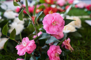 Obraz premium Vibrant Camellia Flower