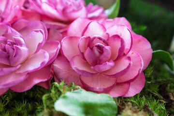 Obraz premium Vibrant Camellia Flower