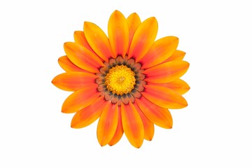 The photo shows a gazania flower on a white background. Orange petals with a dark center and yellow stamens.